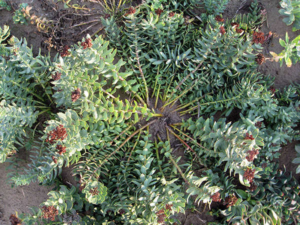 Rhodiola, the Siberian adaptogen studied for fatigue and mood