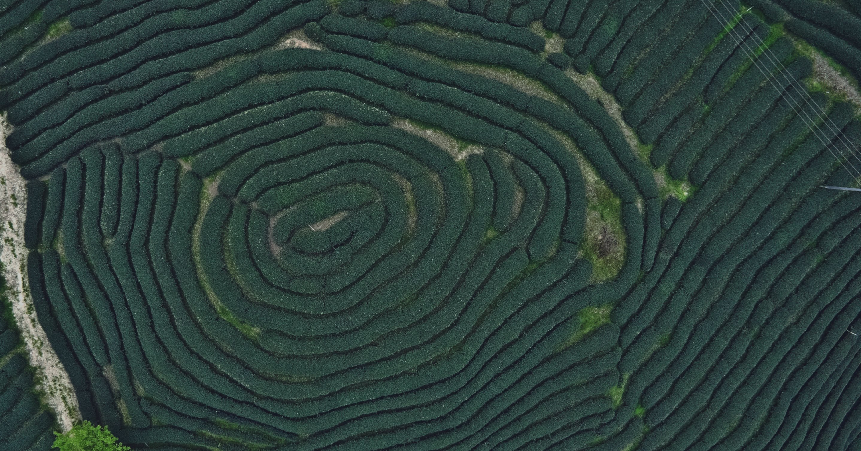 Maze of tea fields from above