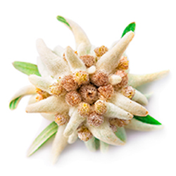 Beauty and the Boutique