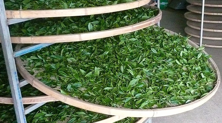 Withering Green tea on a woven tray