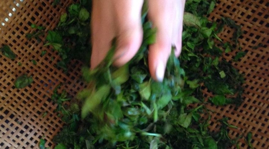 Rolling tea leaves by hand in a woven basket