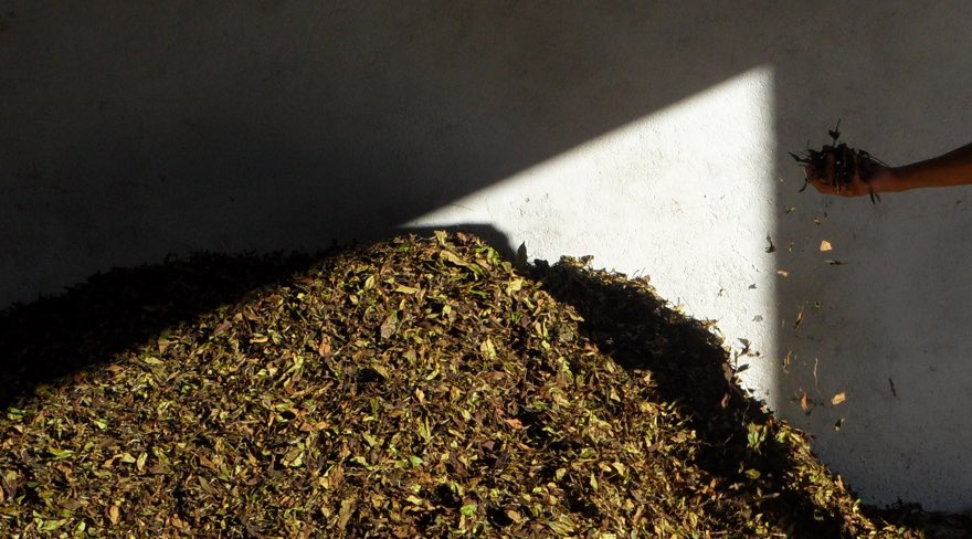 Large pile of tea leaves