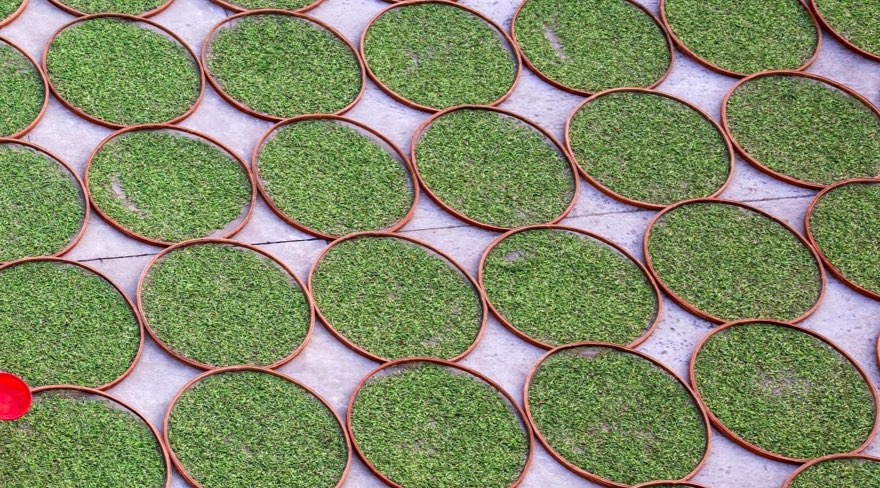 Tea in rounds drying in the open air