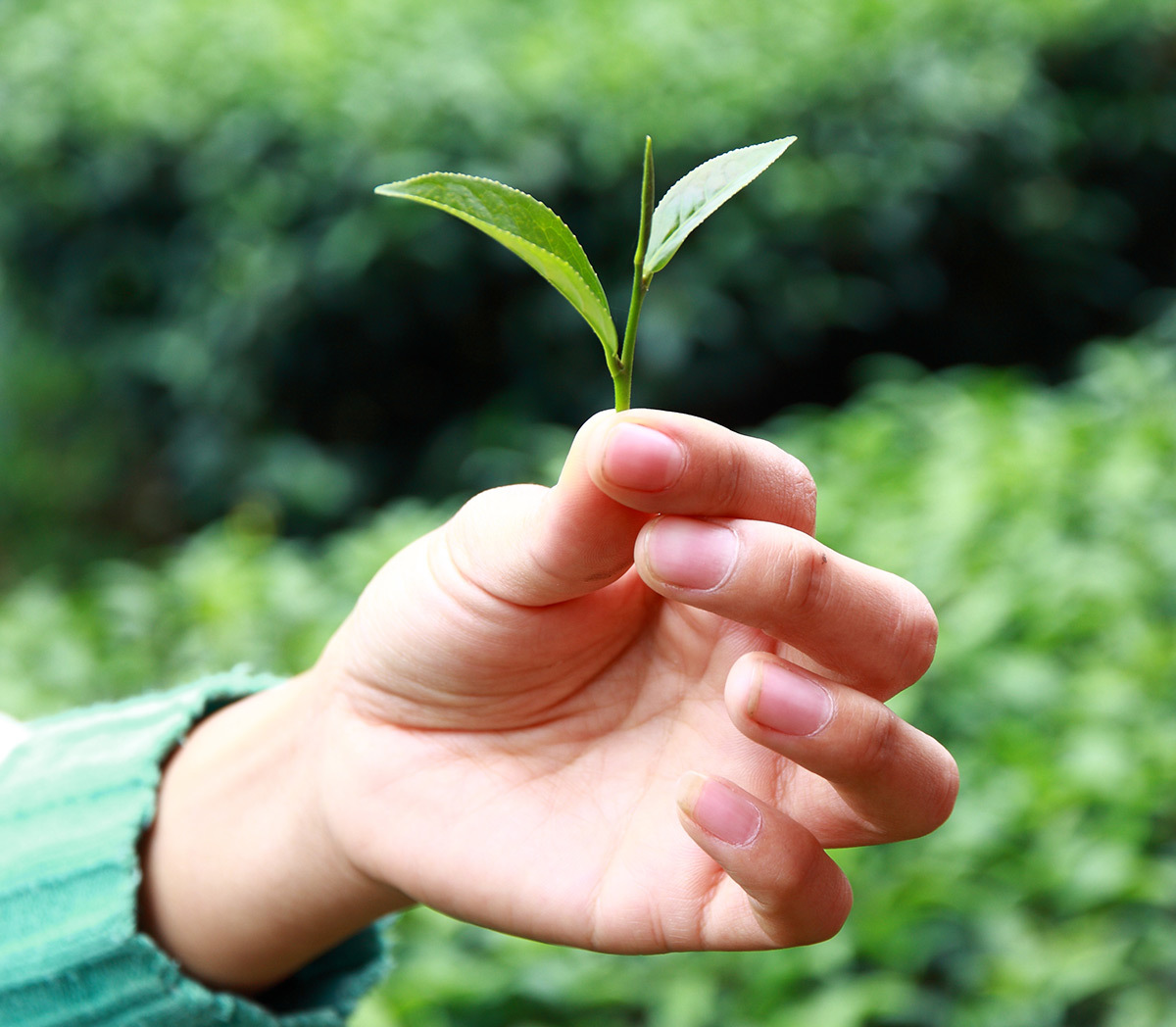 Holding a budding tea leaf at a tea plantation