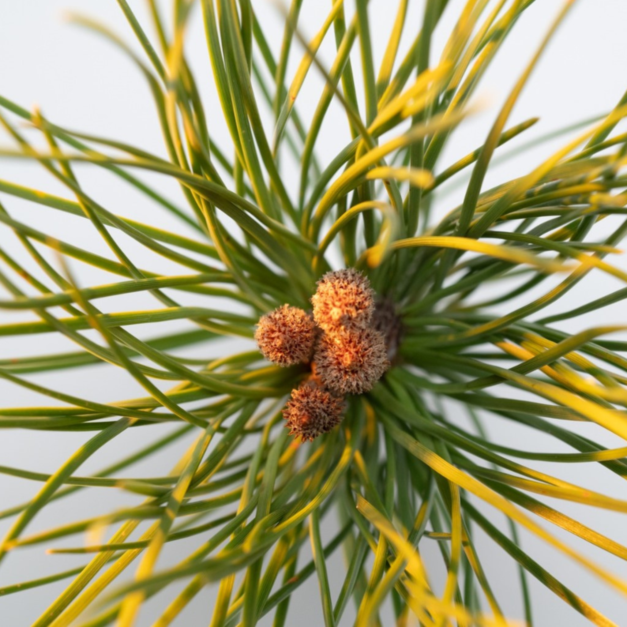 BLACK PINE PRIMUS Glättende Tagescreme mit Anti-Falten-Effekt - Reisegröße Thumbnail 3