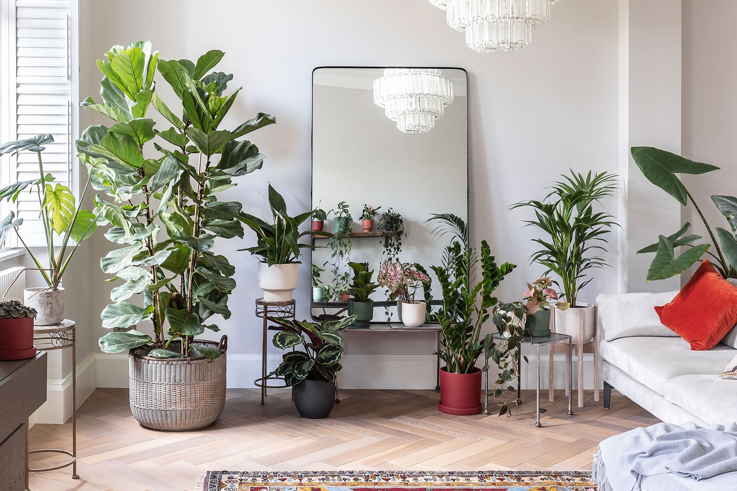 Top  Plants To Improve The Air Quality In Your Home Leaf Envy - Top 10 Living Room Plants
