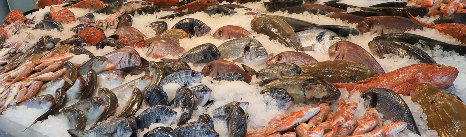 Fresh fish counter