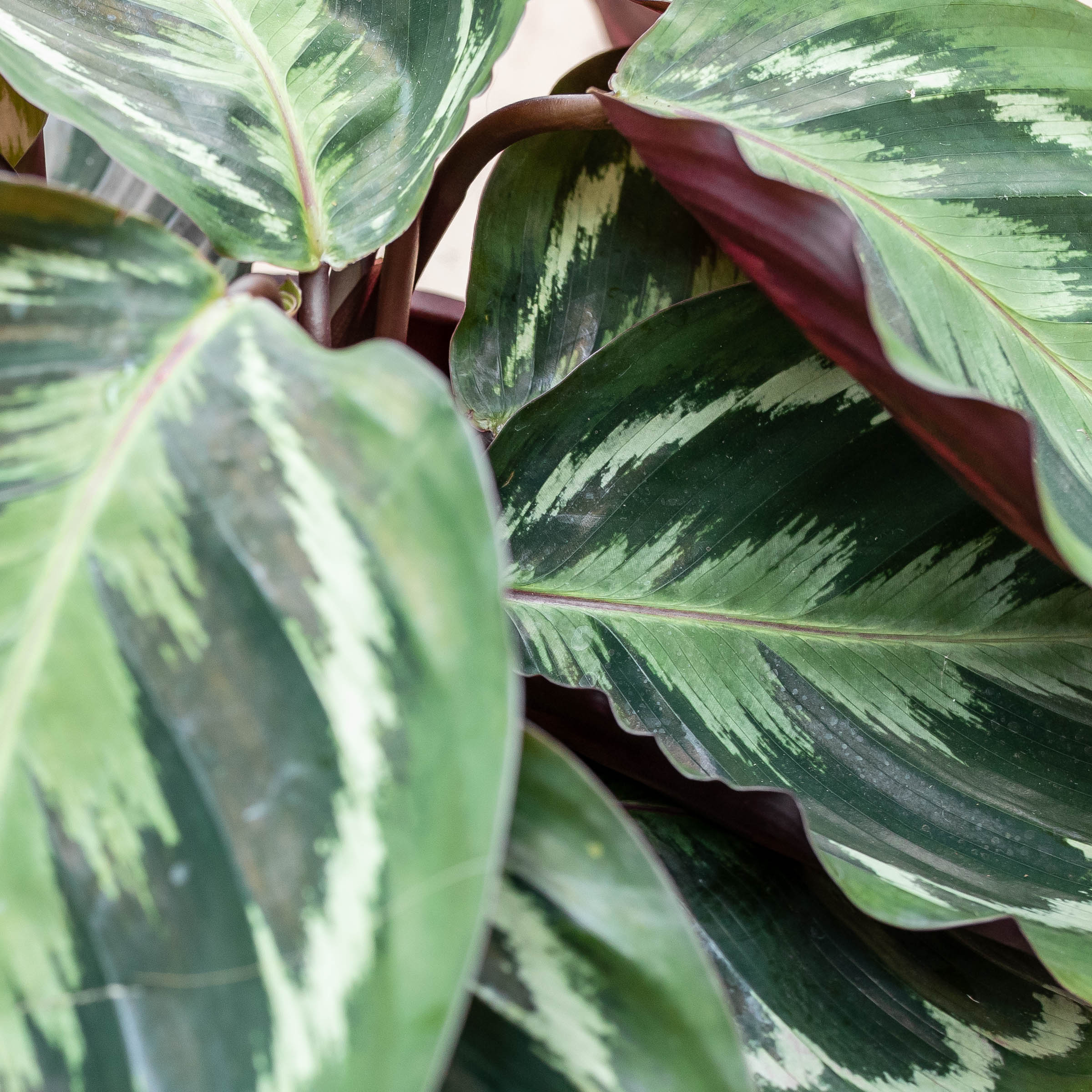 Calathea Medallion  Leaf Envy