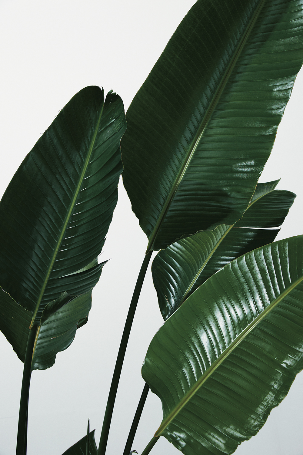 Up-close image of large plant leaves 