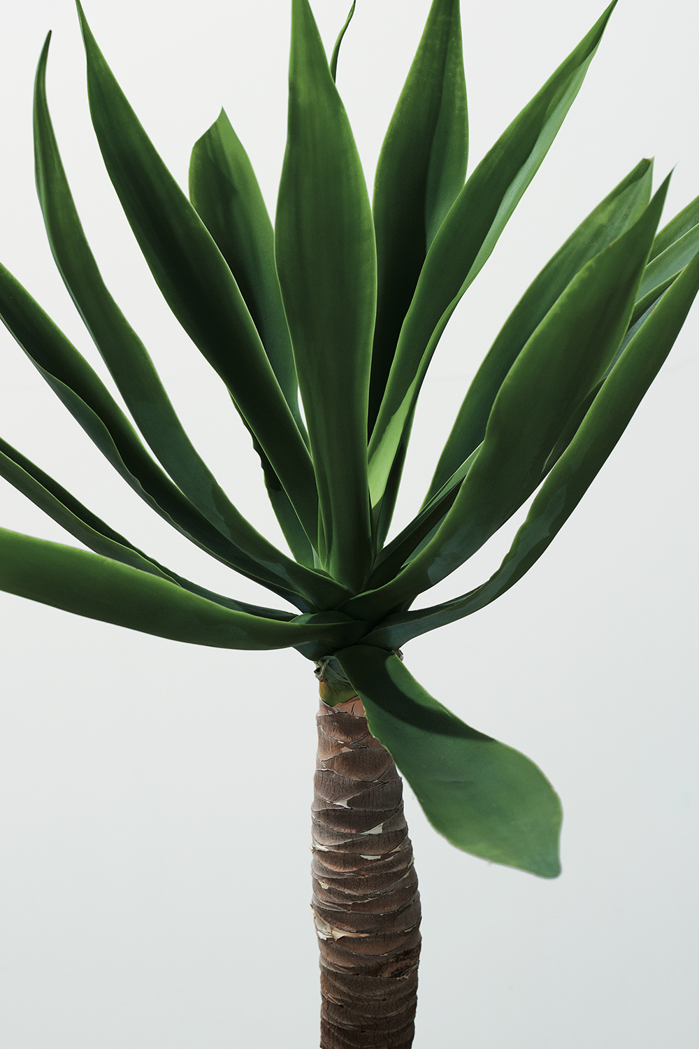 Image of a plant with long dark green leaves