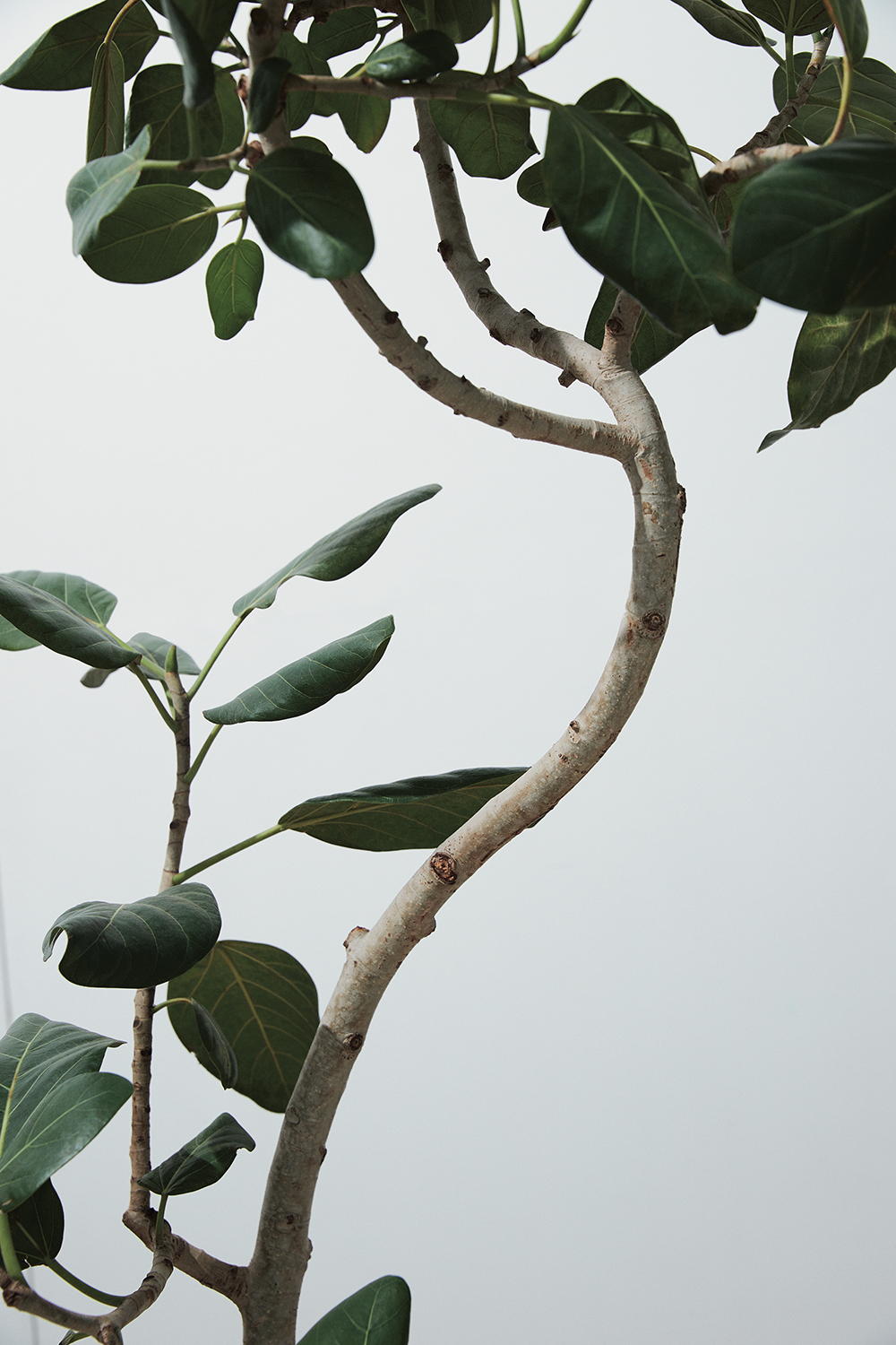 Image of a plant with a long tree branch and dark green leaves