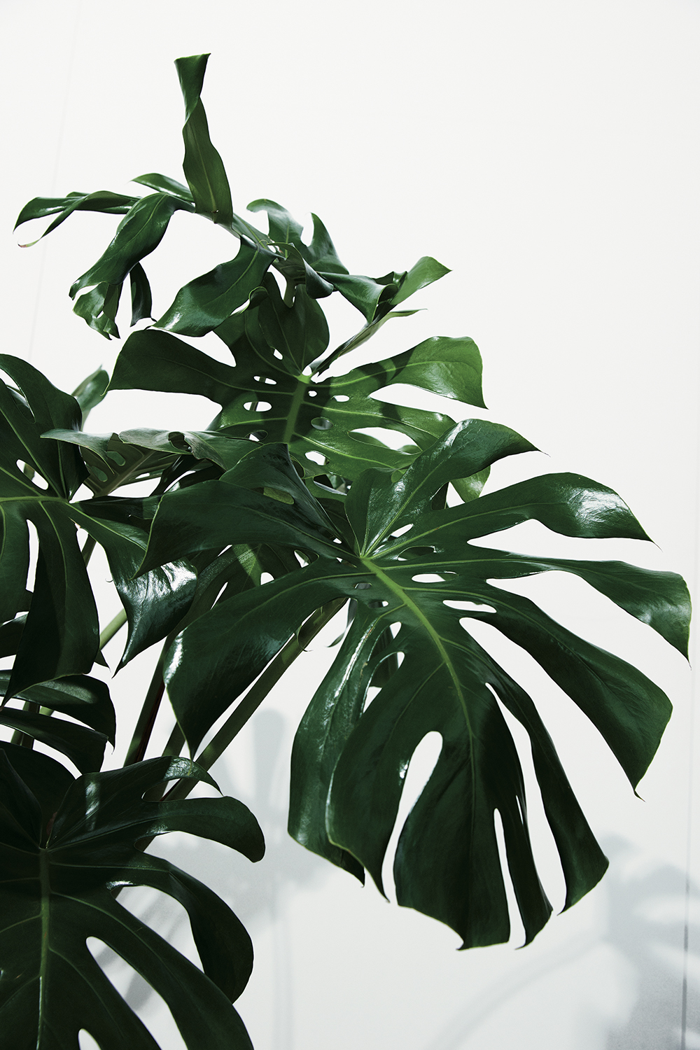 Image of dark green fern like plant leaves 