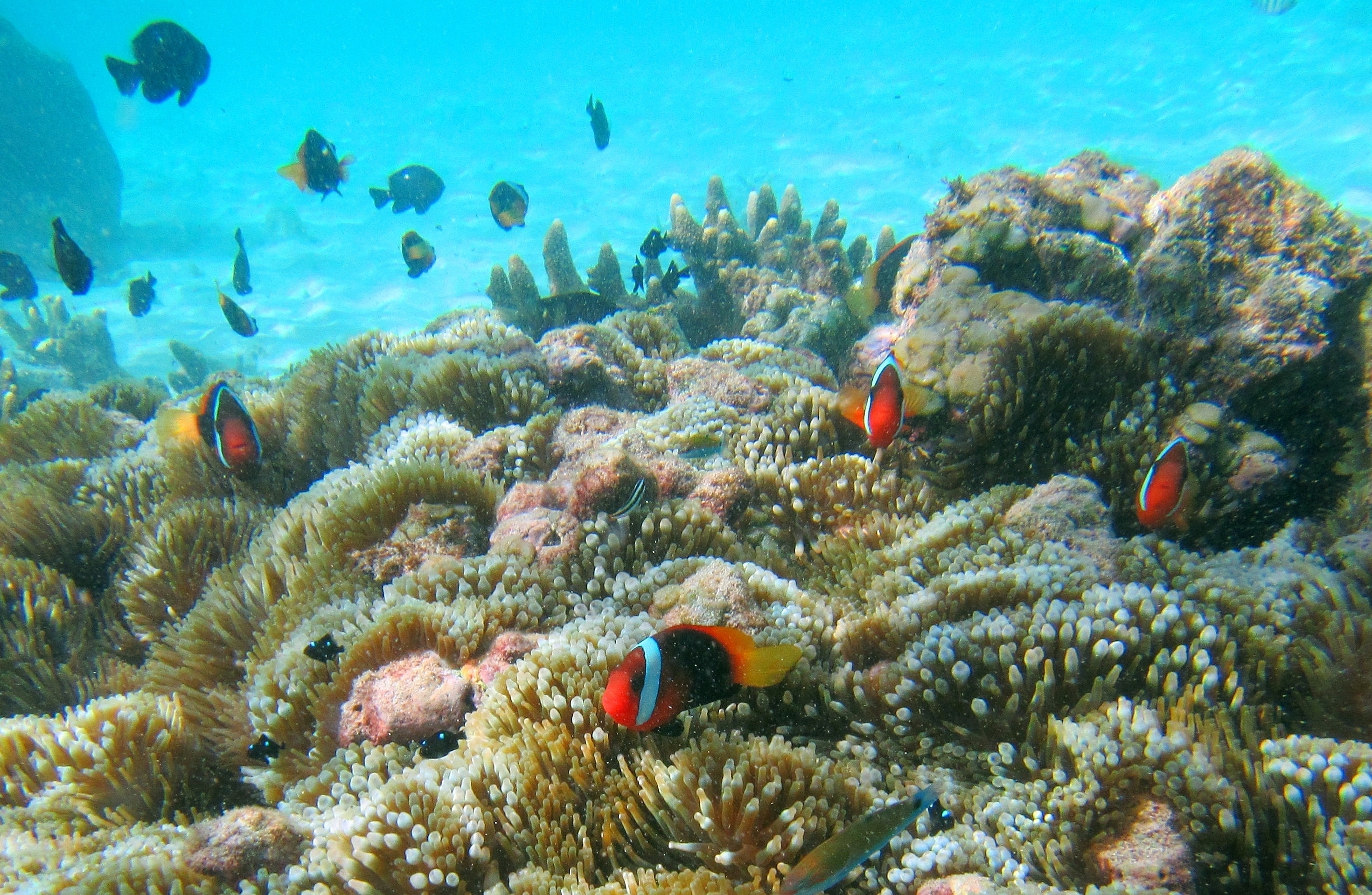 MahaRaja Eco Dive Lodge Clown Fish