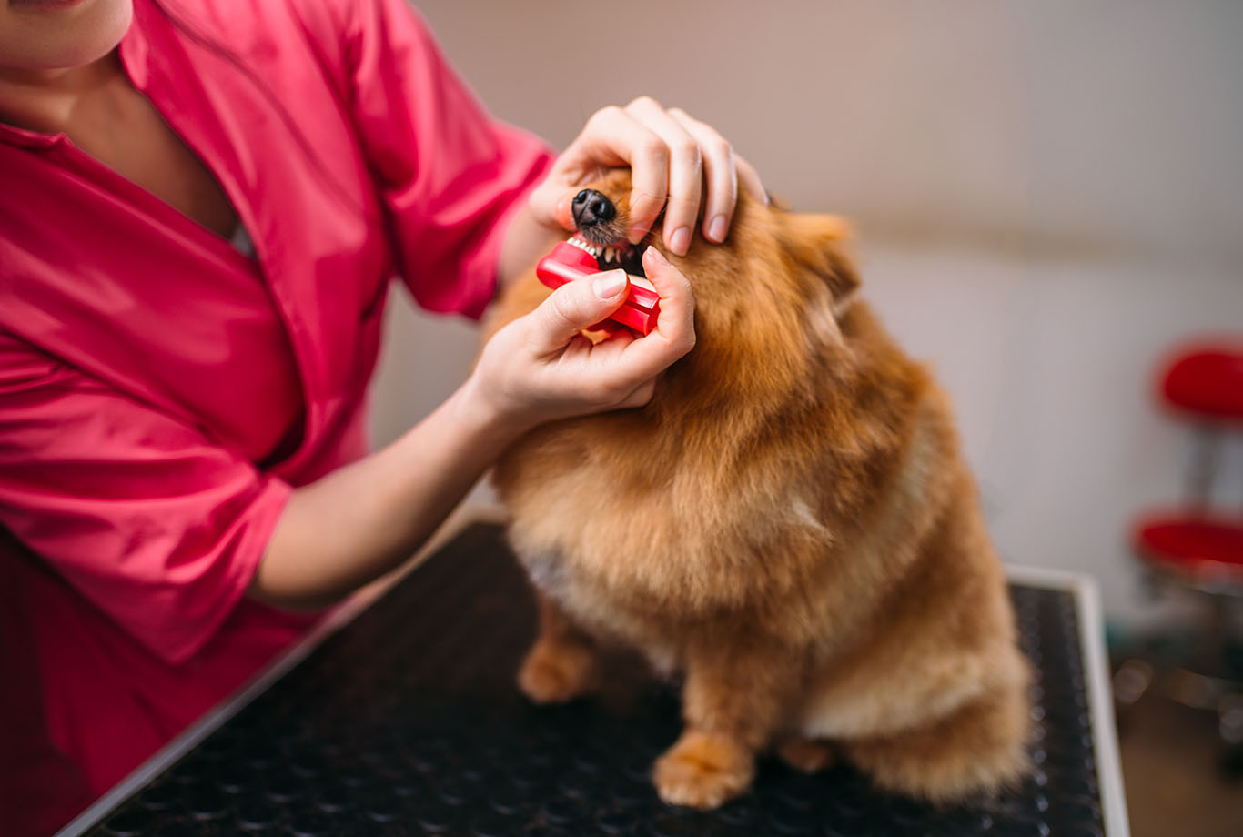 5 Reasons Why Goldendoodle Grooming is Important