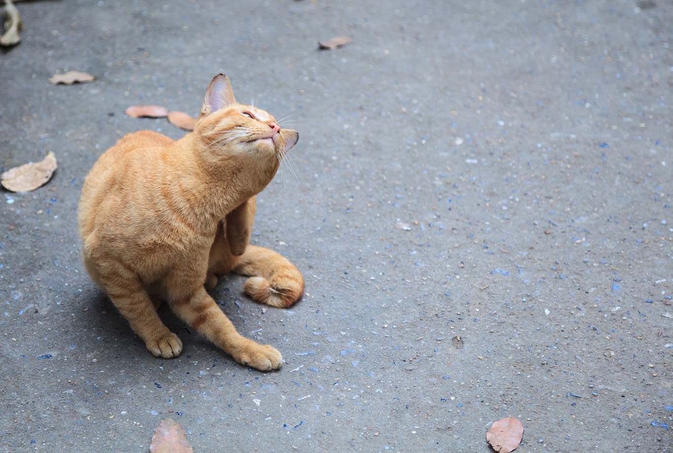 Photo by victorflowerfly on Freepik.com.