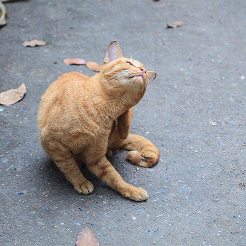 Photo by victorflowerfly on Freepik.com.