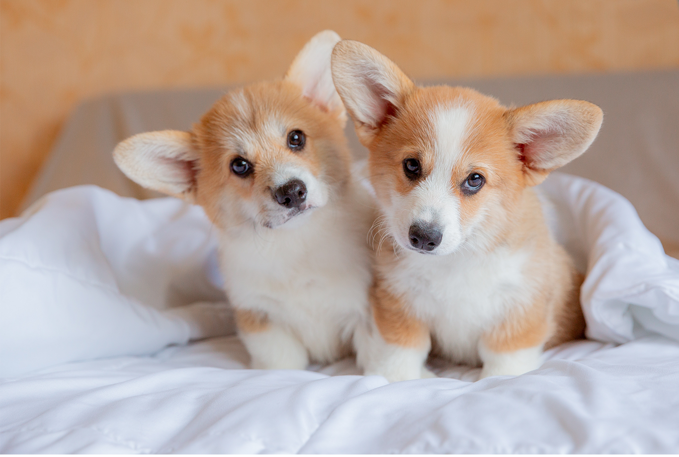 A corgi top puppy