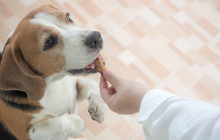 Human food you sales can feed dogs