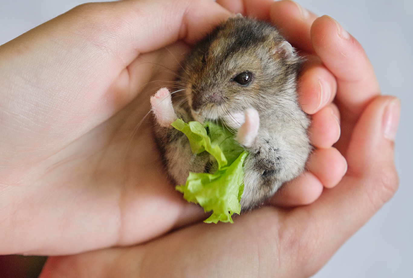 Can a guinea pig eat hamster and gerbil food online
