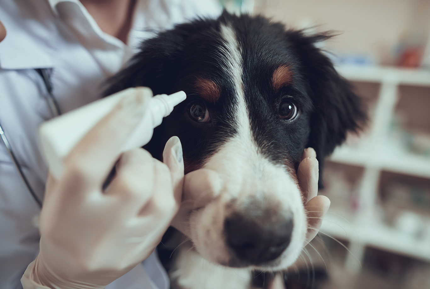 Common eye problems in pets – Pets' Station