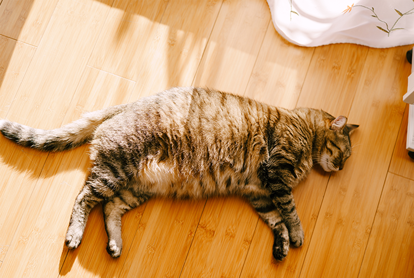 How to Tell If Your Cat is Overweight