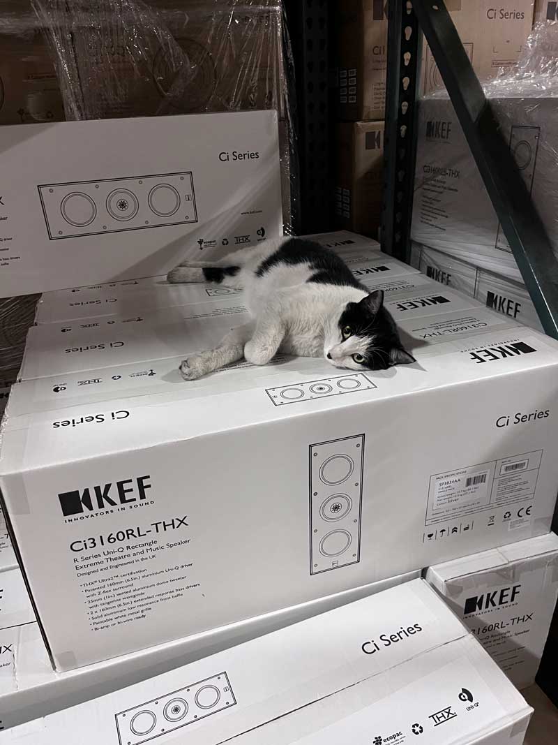 Cat in KEF Warehouse