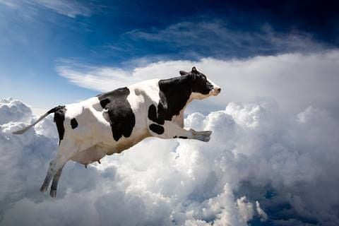 1 flying cow