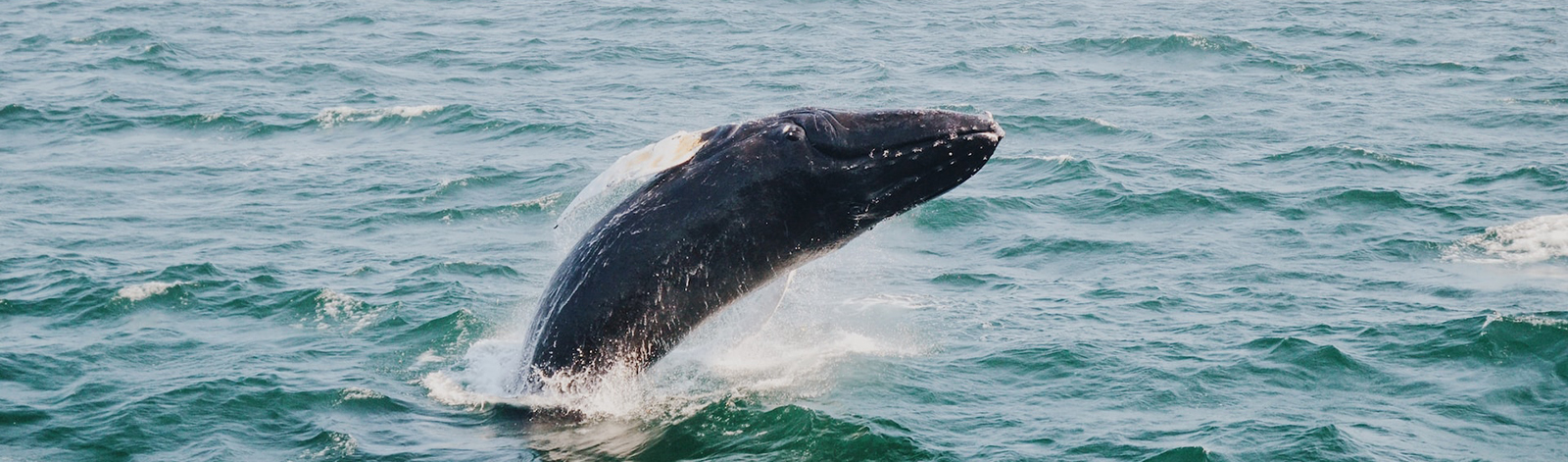 Whale Breaching in the Ocean