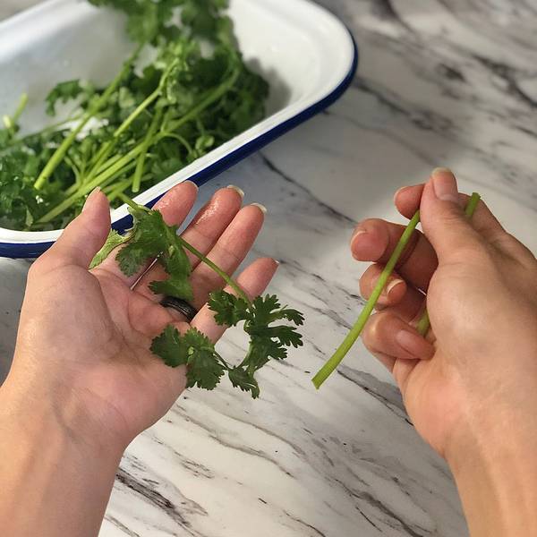 Cutting cilantro stems in half