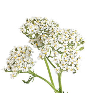 Achillea (Cottage Yarrow) Flower - Care, Uses & More