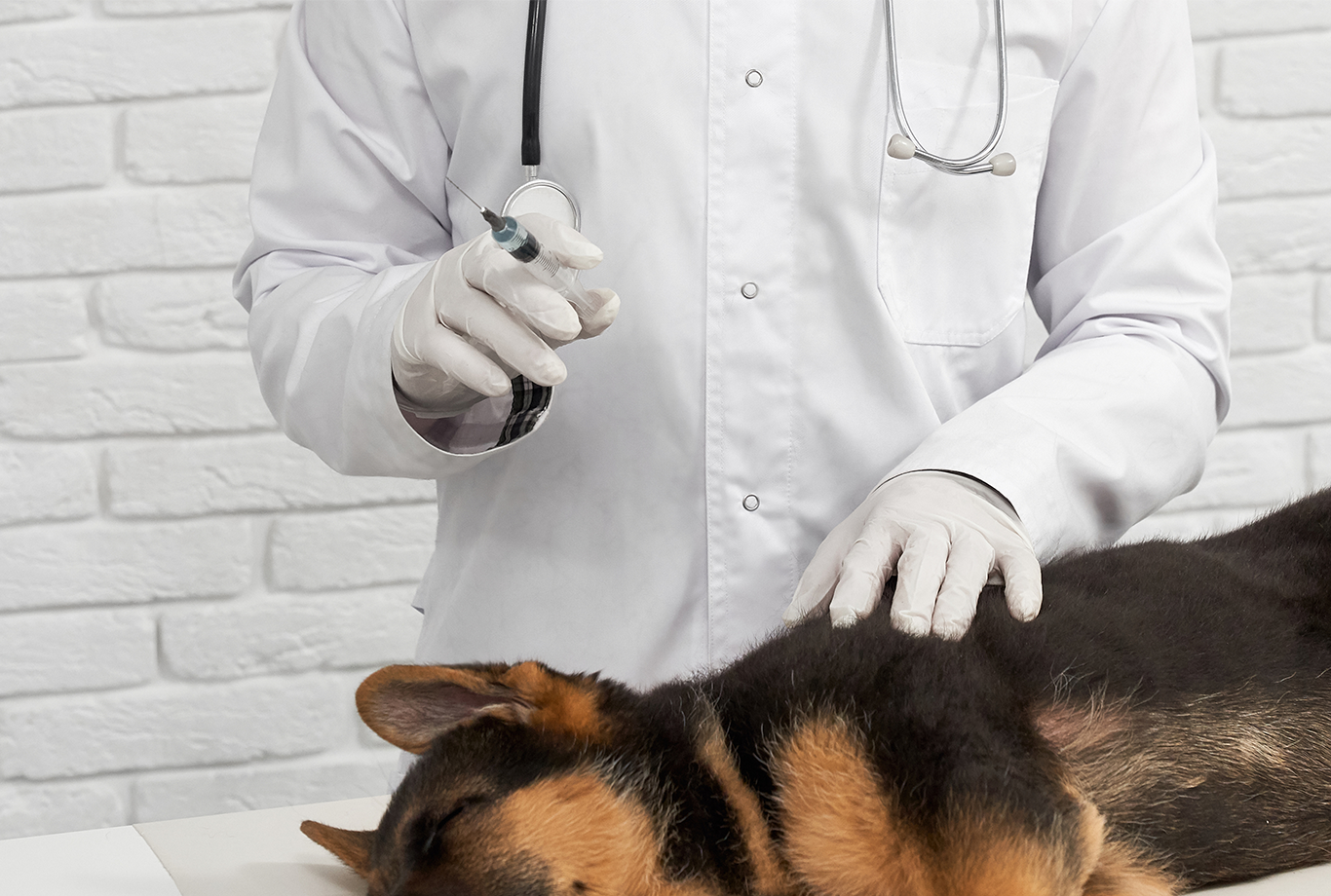 German online shepherd vaccinations