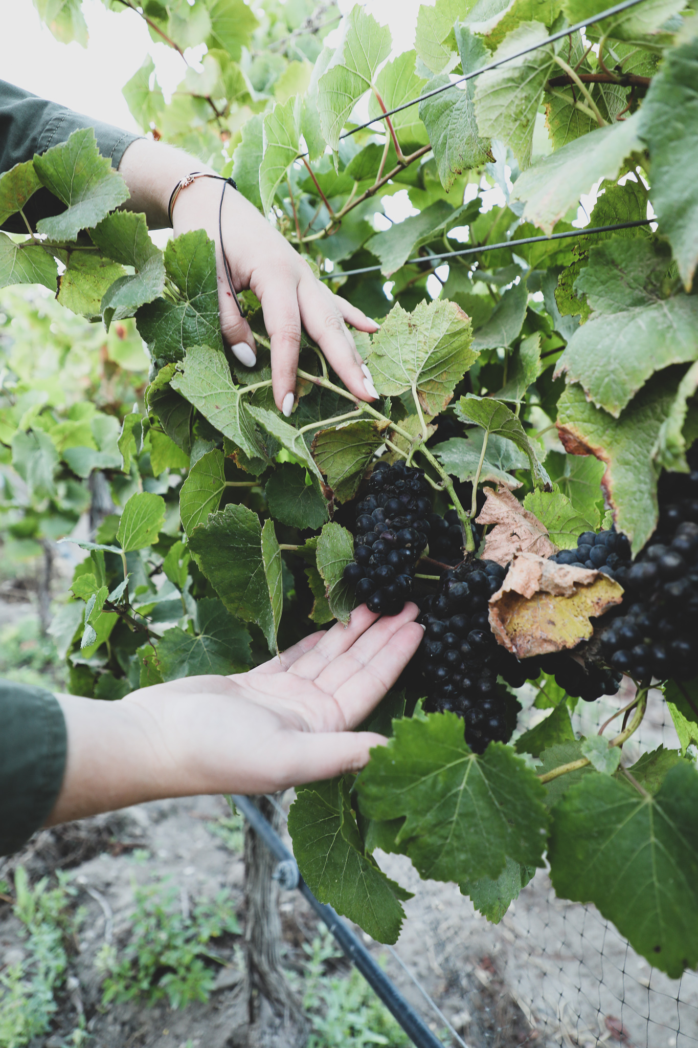 article image Pali Wine Co. Vineyard - My First Harvest