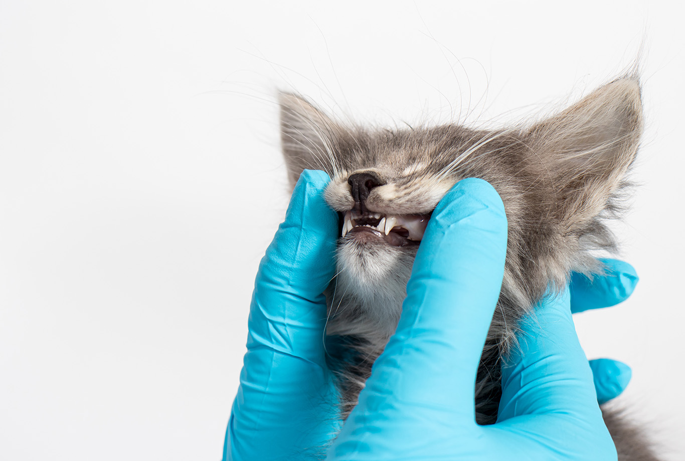 Toothache in Cats – Pets' Station