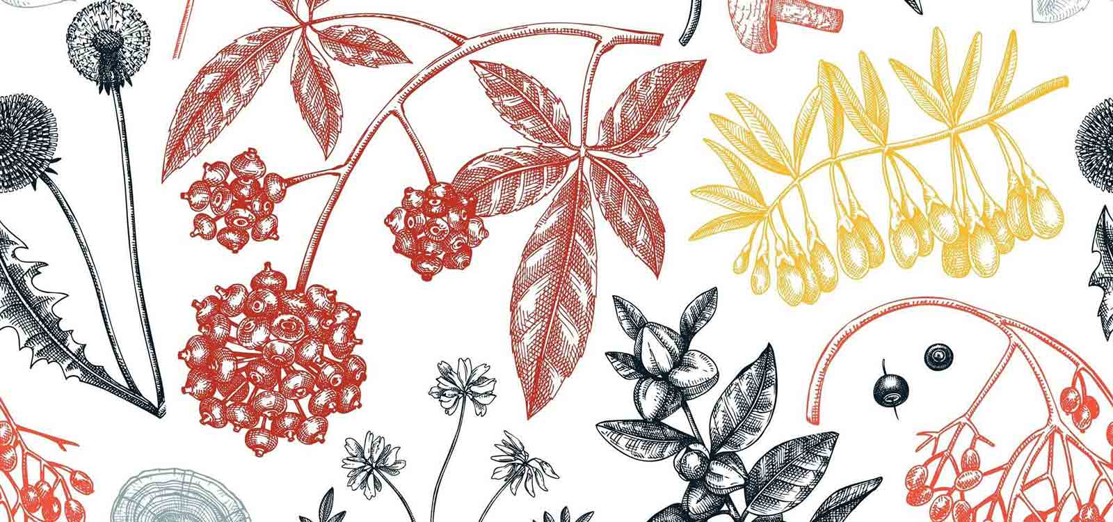 What Is Ashwaganda Good For?