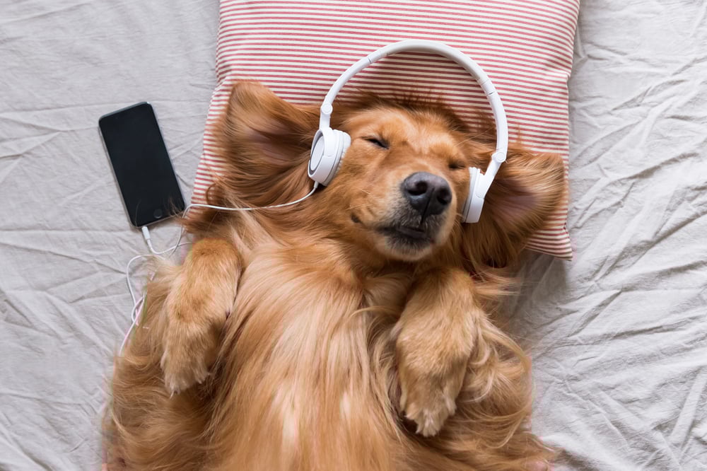 Music for dogs deals calming