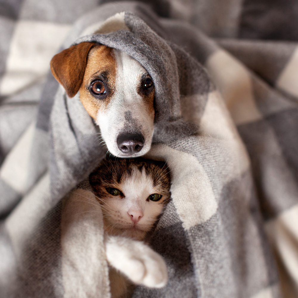 cute cats and dogs together