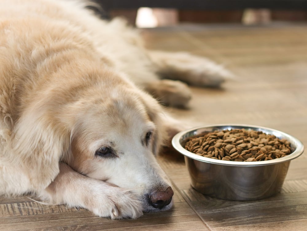 Food easy on dog stomach best sale