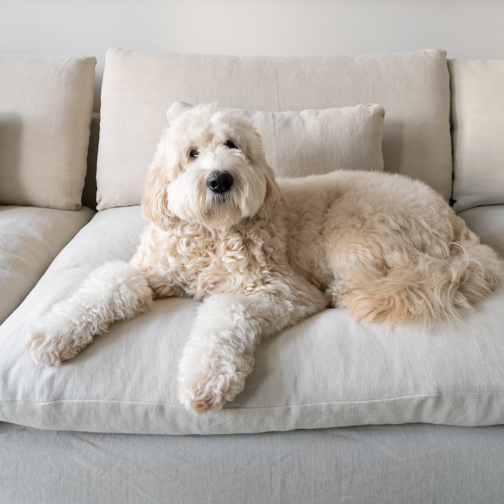 white dog laying on the Aria Sectional Sofa