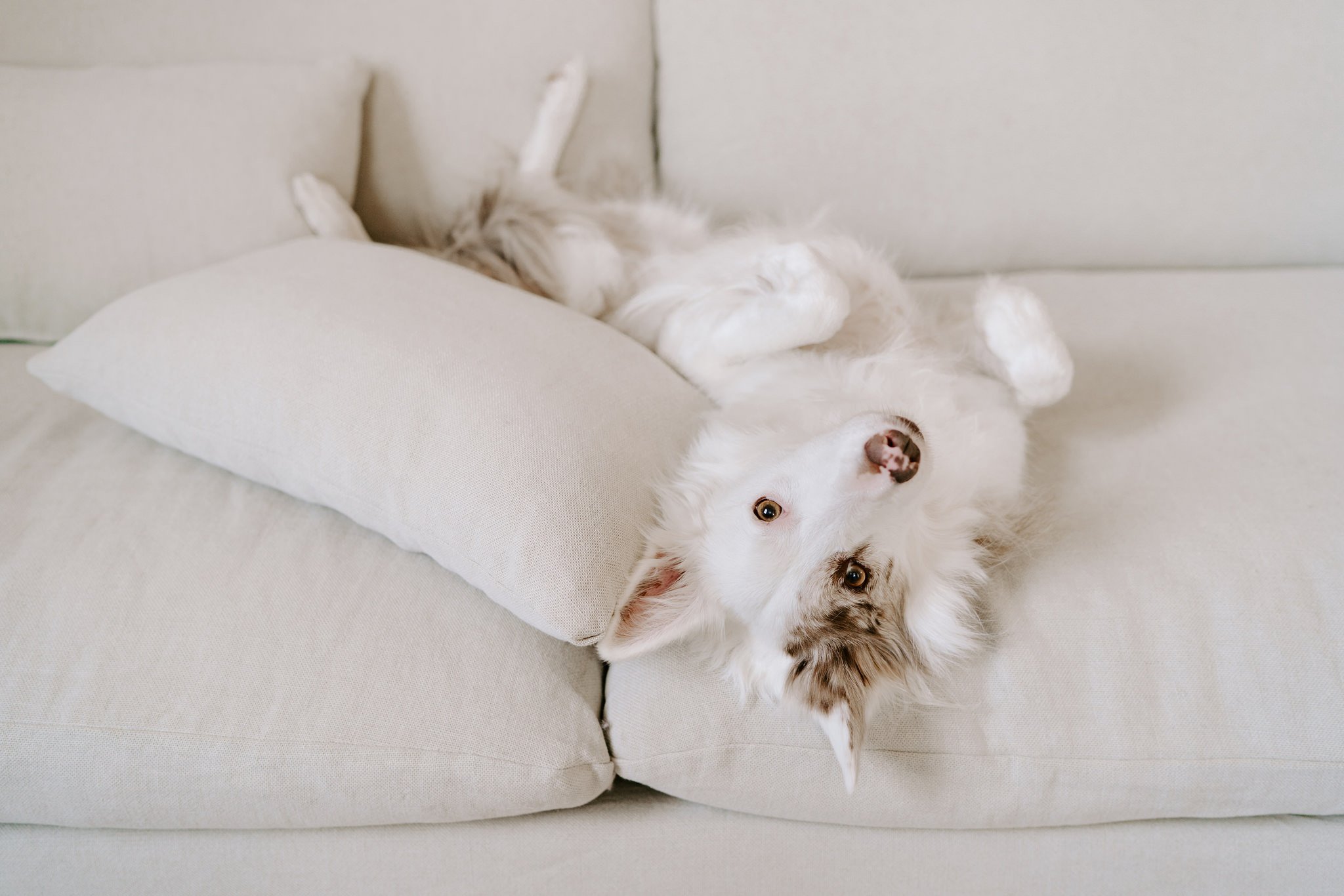 white dog laying upside down on the Aria Chaise Sectional Sofa