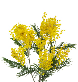Trees with clusters of fragrant, ball-shaped yellow flowers without petals and delicate, gray-green fringe cut leaves.