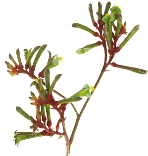 A detail image showing Anigozanthos also known as Kangaroo Paw.