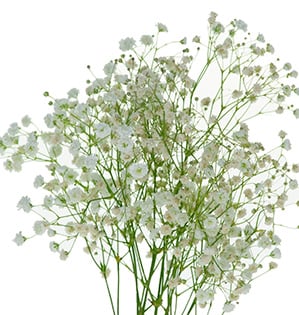 Baby's Breath