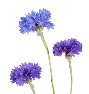 What Are Corn Flowers?  Bachelor's Button Flowers