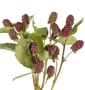 Illustration Of Rubus Fruticosus (blackberry, Brambleberry), Fruit