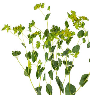 Bupleurum