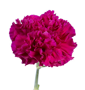 Red Carnation Bunch – Carlsbad Florist, San Diego Wholesale Flowers