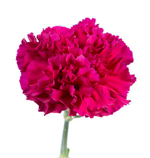 Carnation