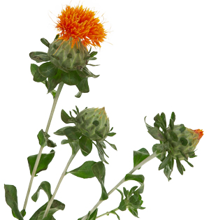 A detail image of Carthamus also known as Safflower.