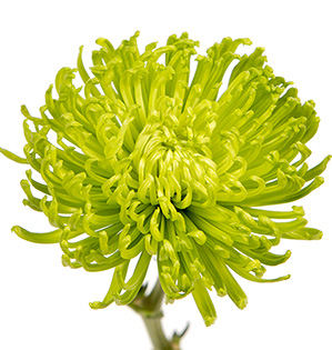Chrysanthemum Spray Yellow and Red Colors