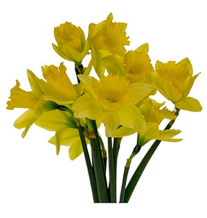 Daffodil  About Flowers